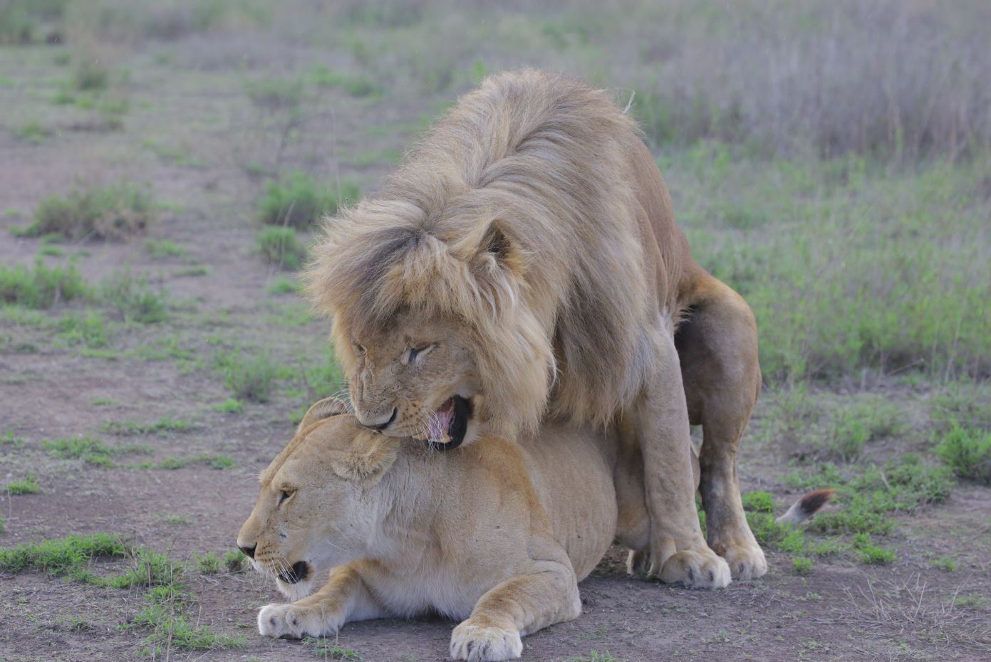 lion sex