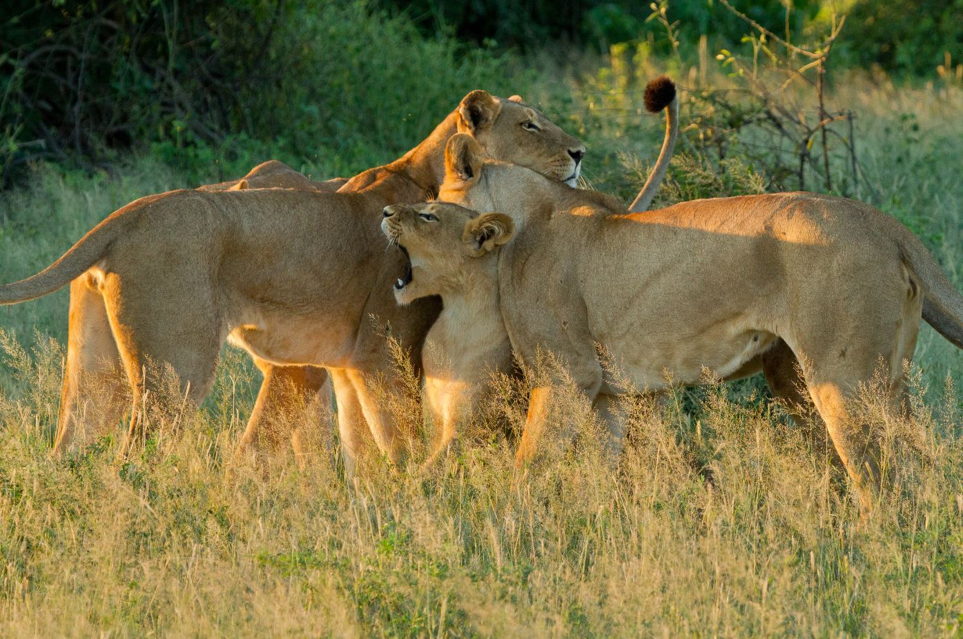 lions at ngorongoro