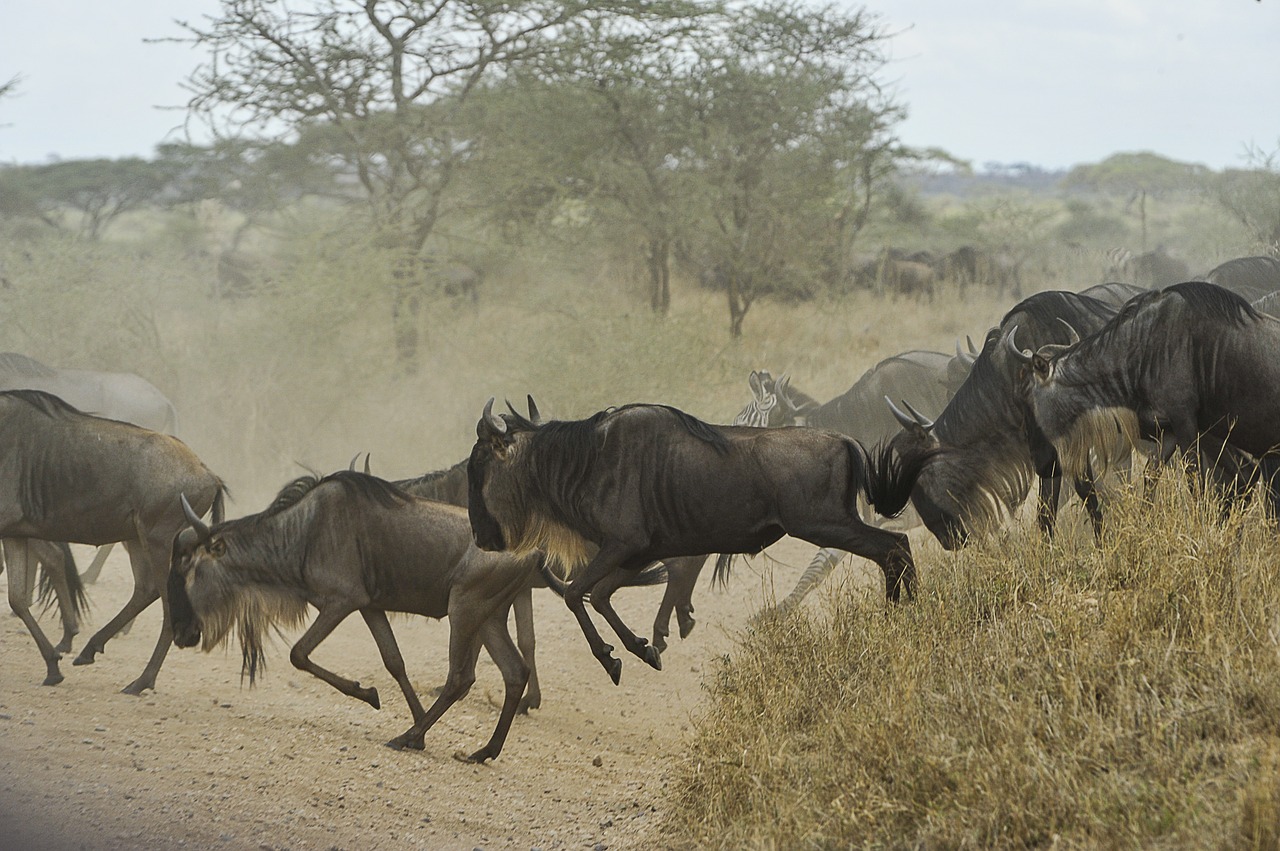 wildebeests-805391_1280