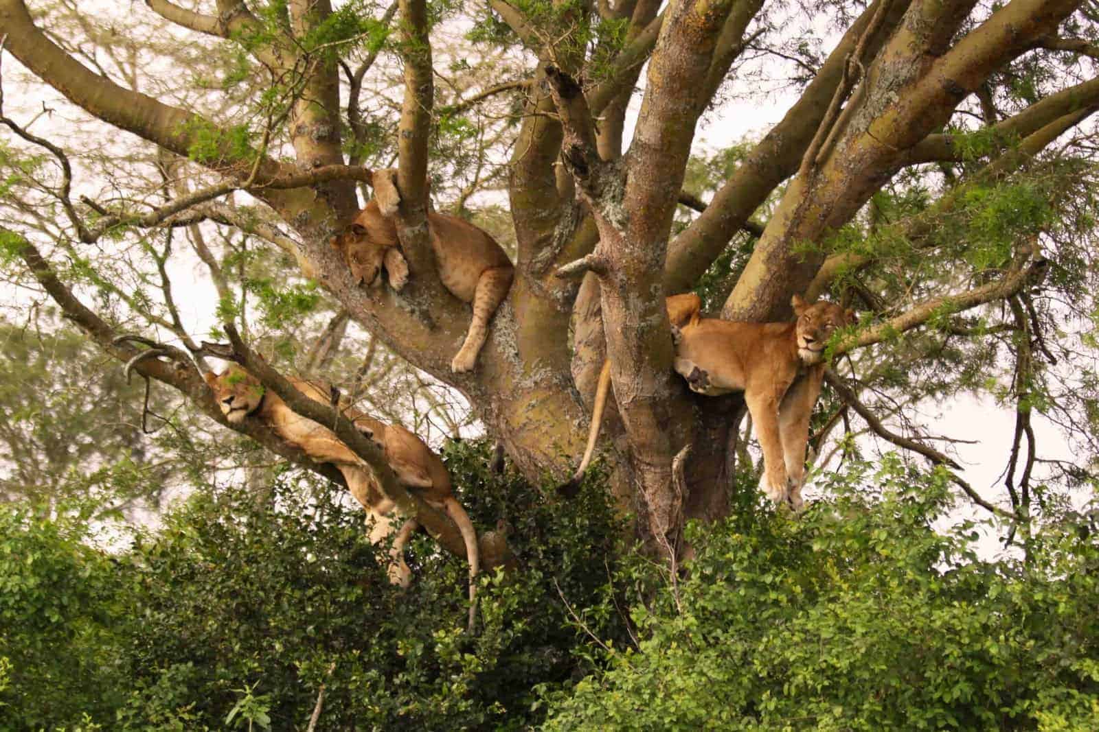 Lake-Manyara-Tree-Climbing-Lions
